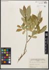 Foto von Salix serissima (L. H. Bailey) Fern.